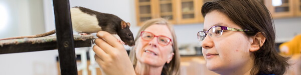 A psychology student works with a rat in a lab.